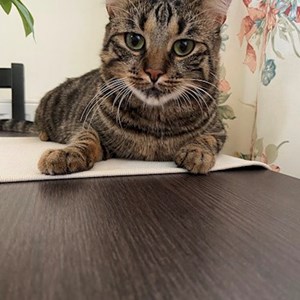 One visit cat in București pet sitting request