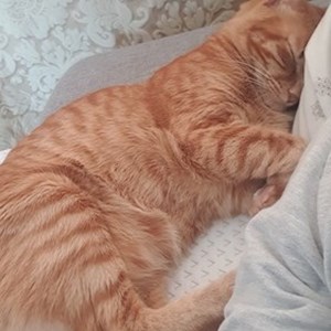 Cazare pisica in Cluj-Napoca cerere pet sitting