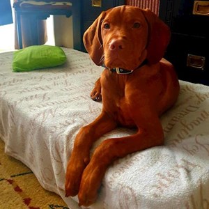 Kutyasétáltatás kutya -ban Târgu Mureș kisállatszitting kérés