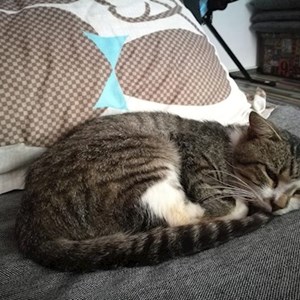 Sitting la stăpân pisica in Bucureşti cerere pet sitting