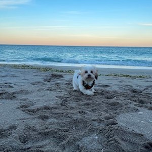 Cazare caine in București cerere pet sitting