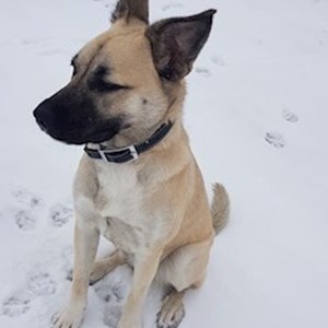 Pet Day Care dog in Florești pet sitting request