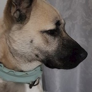 Pet Day Care dog in Florești pet sitting request