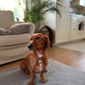 Boarding dog in Corbeanca pet sitting request