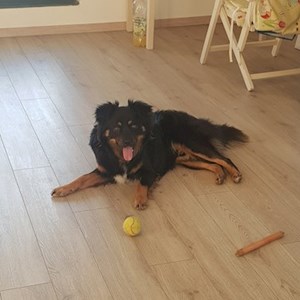 Boarding dog in Constanța pet sitting request