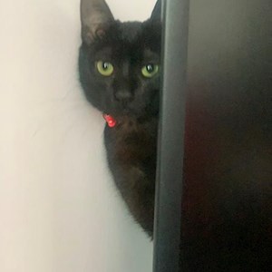 Boarding cat in București pet sitting request