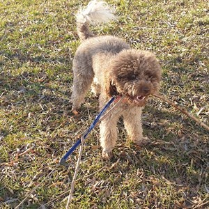 Cazare caine in Timișoara cerere pet sitting