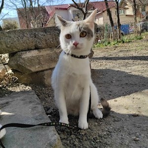 Boarding cat in Iași pet sitting request
