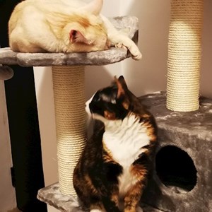 Boarding cats in Bucharest pet sitting request