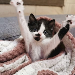 O vizita pisici in București cerere pet sitting