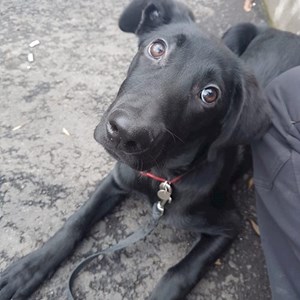 Sitting la stăpân caine in București cerere pet sitting