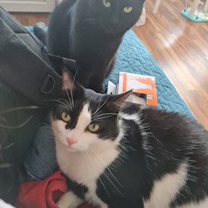 One visit cats in București pet sitting request