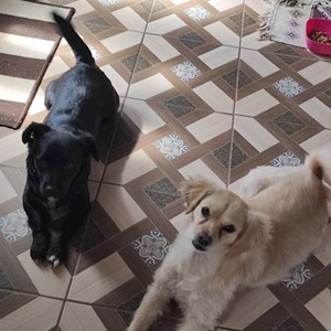 Szállás kutyák -ban Bragadiru kisállatszitting kérés