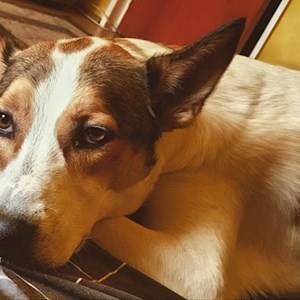 Szállás kutya -ban Bucureşti kisállatszitting kérés
