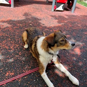 Cazare caine in București cerere pet sitting