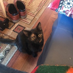 Grădiniţă pisica in Cluj-Napoca cerere pet sitting