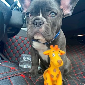 Cazare caine in București cerere pet sitting