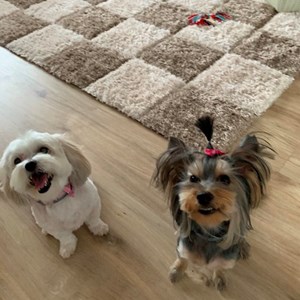 Bistroi- petsitter Pantelimon sau Bonă pentru animale pentru Câini 