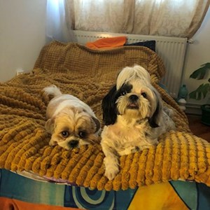 Pet Day Care dogs in Cluj-Napoca pet sitting request