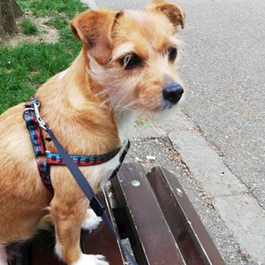 Boarding dog in Florești pet sitting request
