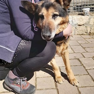 Cazare caine in Cluj-Napoca cerere pet sitting