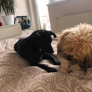 Kutyasétáltatás kutyák -ban Cluj-Napoca kisállatszitting kérés