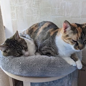 Cazare pisici in București cerere pet sitting
