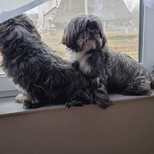 Szállás kutyák -ban Vălenii Șomcutei kisállatszitting kérés
