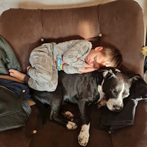 Cazare caine in Bucharest cerere pet sitting