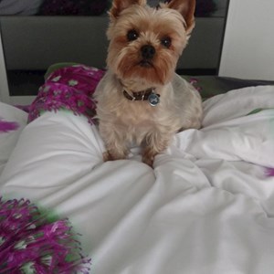 Cazare caine in Cluj  com.Florești  str Eroilor Nr 70  cerere pet sitting