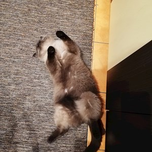 Boarding cat in București pet sitting request