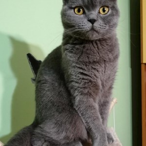 Szállás cica -ban Tulcea kisállatszitting kérés