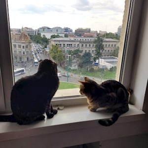 Boarding cats in Timișoara pet sitting request