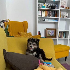 Boarding dog in București pet sitting request