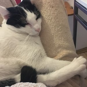 Boarding cat in București pet sitting request