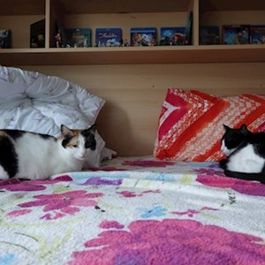 One visit cats in Florești pet sitting request