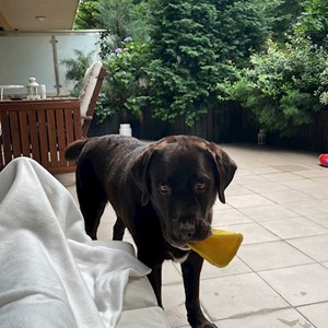 Sitting at owner dog in București pet sitting request
