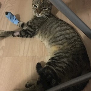 Boarding cats in Avrig pet sitting request