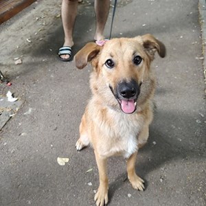 Boarding dog in București pet sitting request