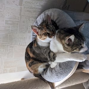Stefania- petsitter București sau Bonă pentru animale pentru Pisici 