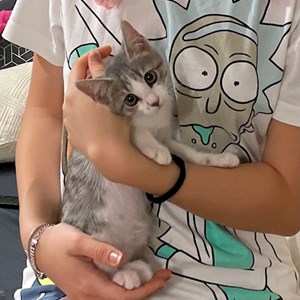 Boarding cat in București pet sitting request