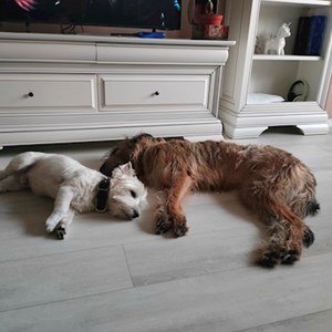 Kutyasétáltatás kutyák -ban București kisállatszitting kérés