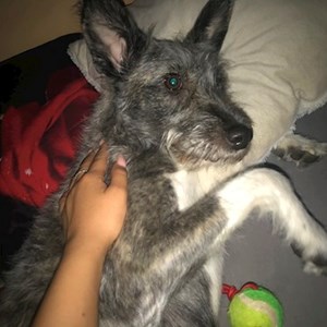 Boarding dog in București pet sitting request