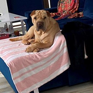 Szállás kutya -ban București kisállatszitting kérés
