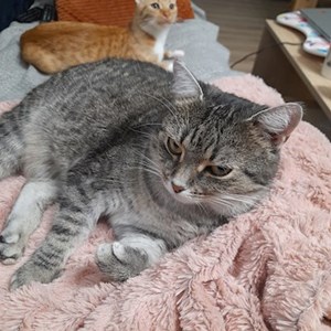 One visit cats in Florești pet sitting request