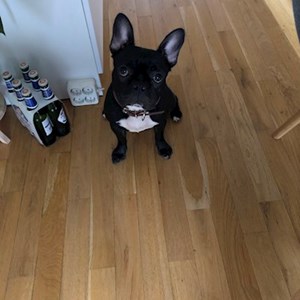 Cazare caine in Cluj-Napoca cerere pet sitting