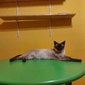 Cristina- petsitter Bucureşti or Pet nanny for 