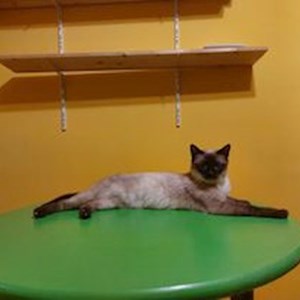 Boarding cat in Bucureşti pet sitting request