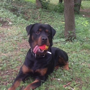 Cazare caine in București cerere pet sitting