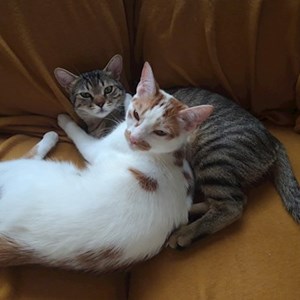 O vizita pisici in București cerere pet sitting